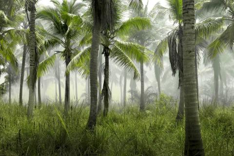 Исследователи RAINFOR: деревья Амазонки увеличиваются в размерах из-за роста концентрации CO2