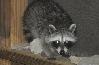 Учёные зафиксировали признаки одомашнивания у городских енотов — Frontiers in Zoology