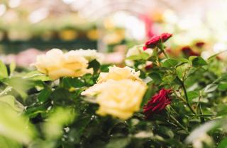 Чеснок рядом с розами снижает риск грибковых болезней — Сад и Дом