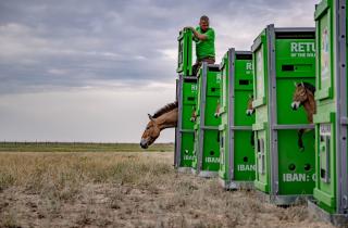 NatGeo: лошади Пржевальского возвращаются в Казахстанскую степь