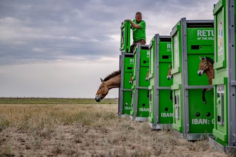 NatGeo: лошади Пржевальского возвращаются в Казахстанскую степь