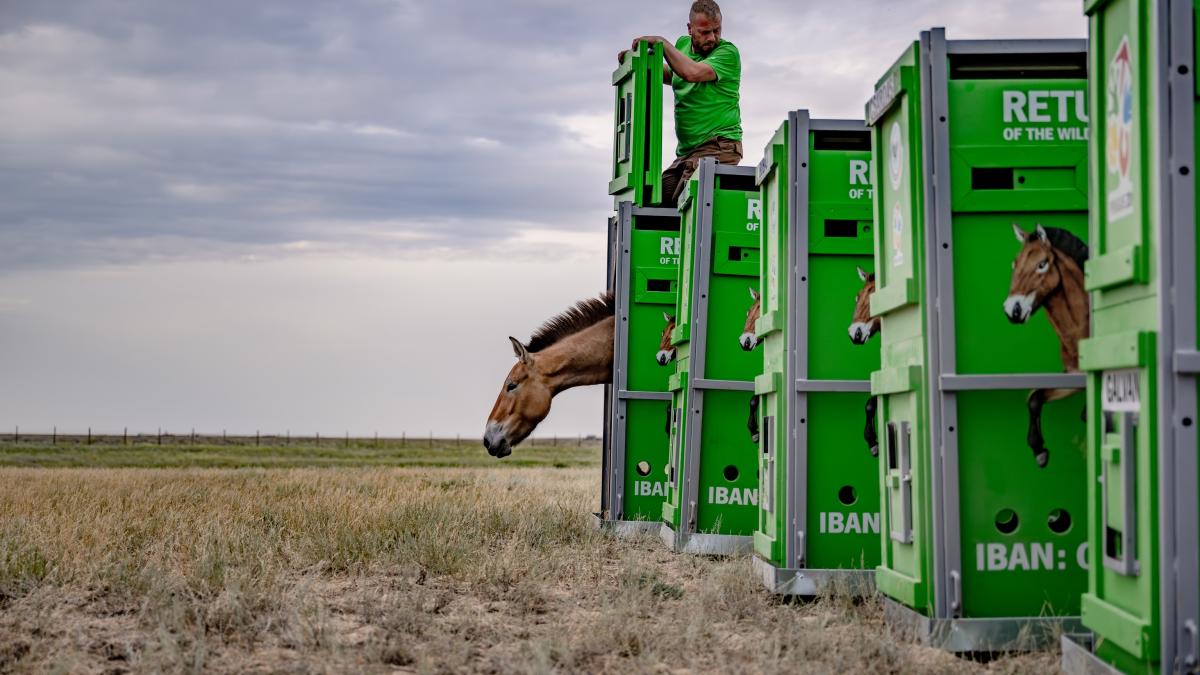 Лошадь Пржевальского выпущена в большой вольер в Казахстане