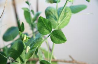 Горох выращивают при температуре +13…+16 °C — Огород на подоконнике