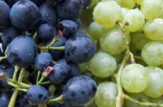 Виноград адаптируем к Сибири —  агрономы