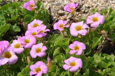 Не все кислицы безопасны для сада — Сад и Дом