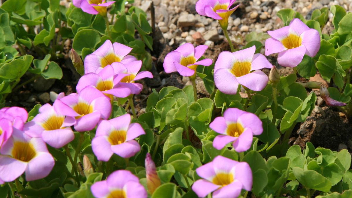 Оксалиц, кислица