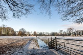 Декабрь — лучшее время для побелки плодовых деревьев — агрономы