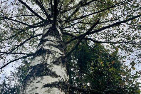 Участники форума Экосистема высадили каменные берёзы на Камчатке
