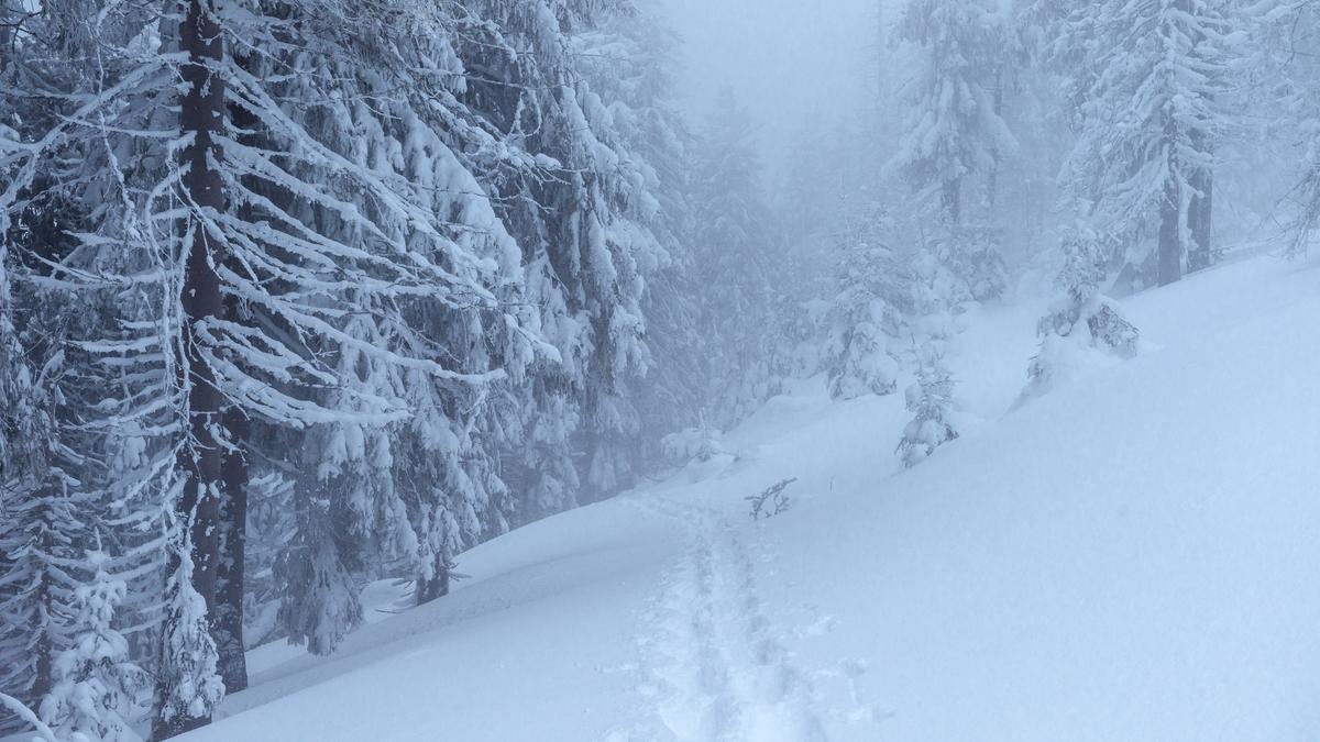 Снежный лес