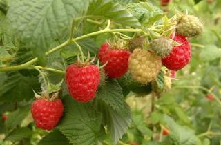 Эффективно сажать малину осенью — садоводы