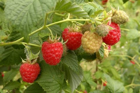 Эффективно сажать малину осенью — садоводы