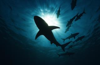 Акулы-собаки набросились на ныряльщика у побережья Израиля