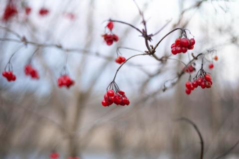 Рябина стала сладкой после морозов — агрономы