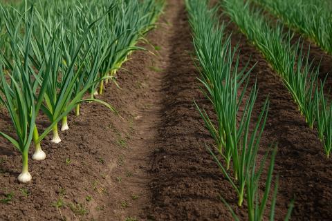 Планировка грядок влияет на урожай лука — Сад и Дом