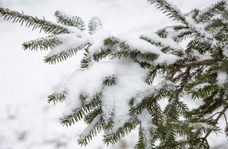 Хвойные саженцы гибнут после зимних оттепелей — агроном Покора