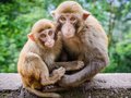 Обезьяны повышали свой статус... гомосексуализмом Обезьяны повышали свой статус... гомосексуализмом
