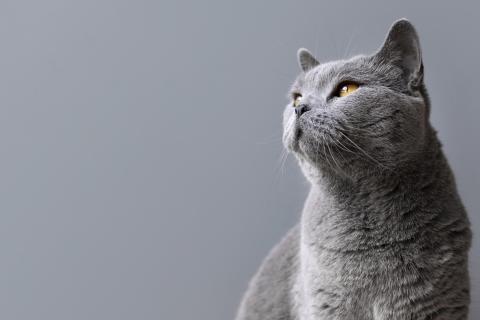 Две женщины потратили 25 тысяч долларов на спор за кота — СМИ Филадельфии