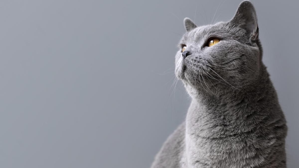 серая кошка