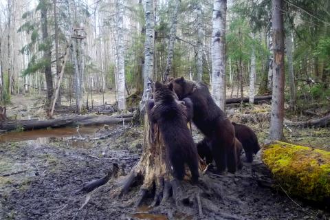 Трёх сирот нашли истощёнными в лесу: теперь медвежата из Карелии здоровы и готовятся к возвращению