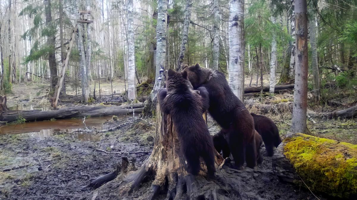 Бурые медведи