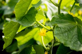 Молочный раствор ускорил рост и налив плодов огурцов — Белновости