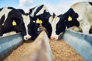 Ученые посадили коров на диету, чтобы снизить выбросы метана в воздух