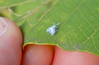 Агрономы подтвердили что мыльный раствор малоэффективен против тли — Белновости