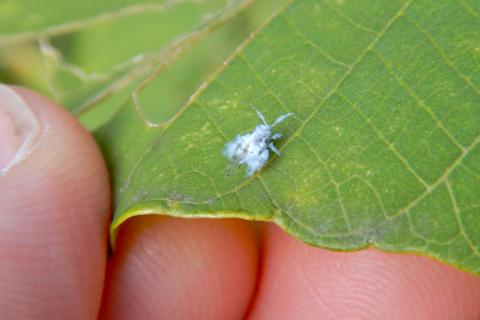 Агрономы подтвердили что мыльный раствор малоэффективен против тли — Белновости