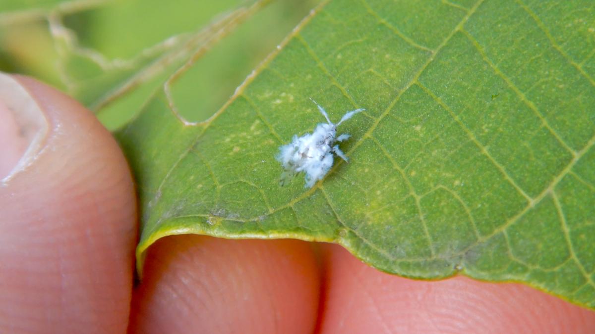 Шерстистая тля