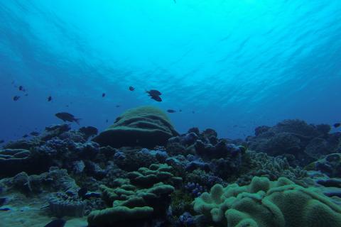 Учёные объяснили появление ведьминых кругов на дне Балтийского моря