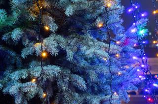 Ёлочные базары откроются в Мурманске 15 декабря