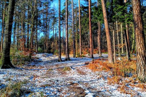 Пауки-волки активизировались в Пряжинском районе в декабре – Республика