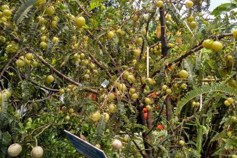 Без краски и химии: какое масло называют «натуральным средством от седины»