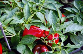 Перец снизил урожай при посадке рядом с фасолью и горохом — агрономы