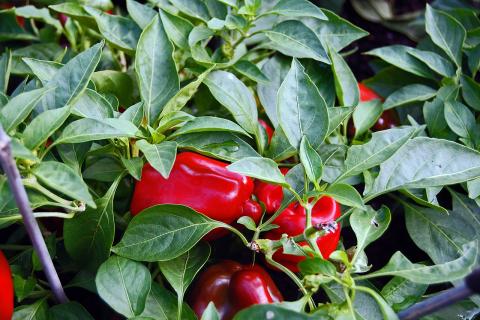 Перец снизил урожай при посадке рядом с фасолью и горохом — агрономы