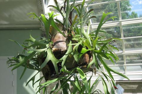 Платицериум относится к эпифитным папоротникам — Сад и Дом