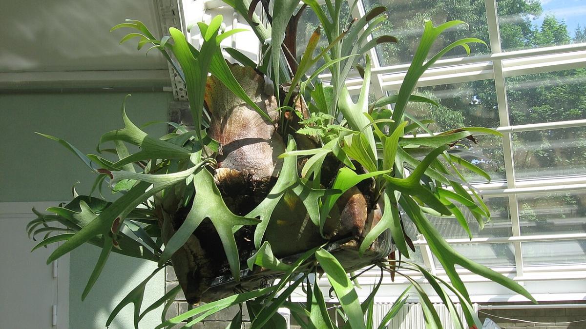 Платицериум