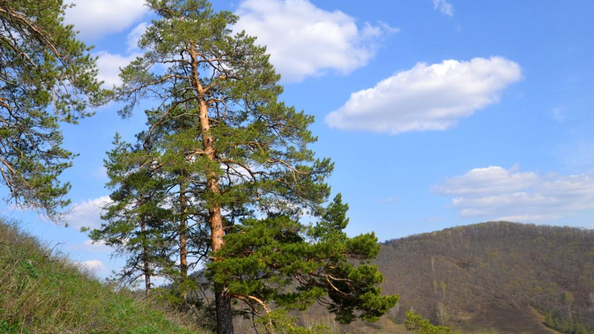 Шульган -Таш заповедник Шульган -Таш заповедник