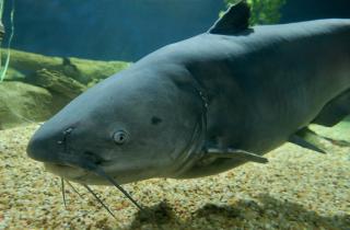 Рыбак поймал сома весом 24 кг на озере Хартвелл — Wired2Fish