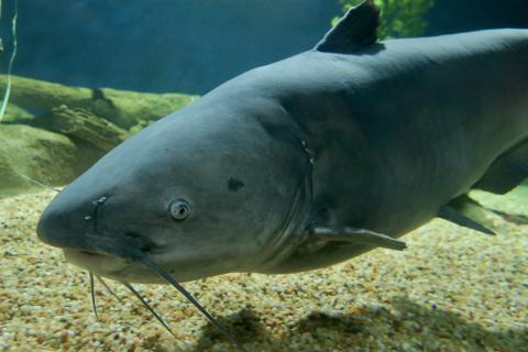 Рыбак поймал сома весом 24 кг на озере Хартвелл — Wired2Fish