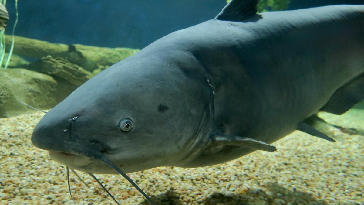 Голубой сом