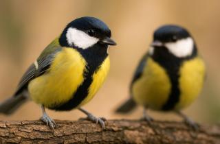 Орнитолог объяснил, почему синицы нападают на слабых птиц — Pravda.Ru