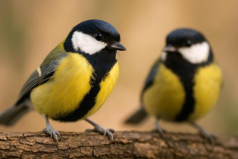 Орнитолог объяснил, почему синицы нападают на слабых птиц — Pravda.Ru