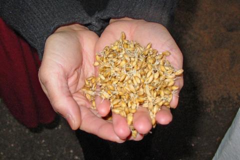 Ген MKK3 поможет зерновым адаптироваться к климату — chinadaily.com.cn