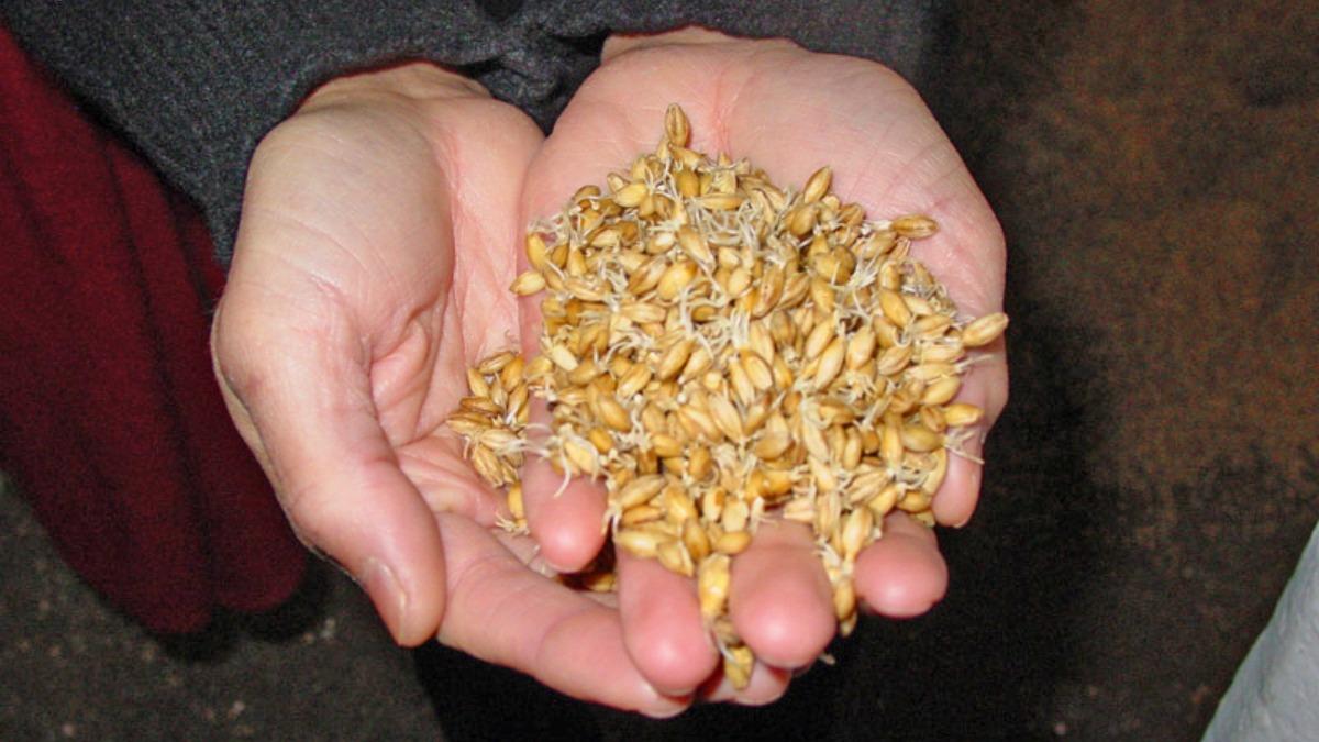 ячменный солод