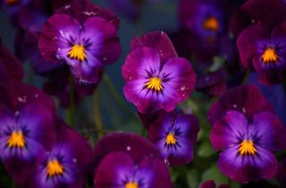 Анютины глазки сажают в горшки весной — Миртесен