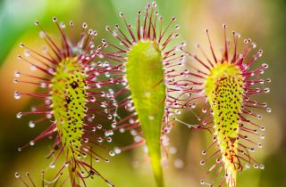 Хищник в горшке не прощает ошибок: стоит ли заводить цветы, которые едят мясо