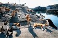 Могут ли животные помочь нам предсказывать землетрясения? Могут ли животные помочь нам предсказывать землетрясения?
