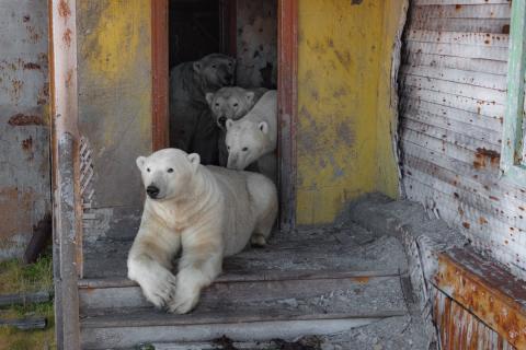 Белые медведи скрещиваются с гризли из-за сдвига ареалов — учёные Северной Америки