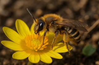 Президент подписал закон о защите пчёл при обработке полей — НИА Экология
